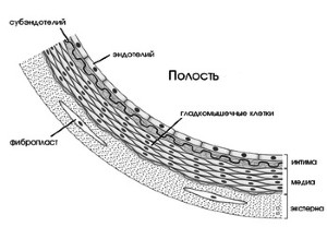 Схема разреза сосуда с эндотелием внутри