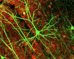Нейрон коры головного мозга