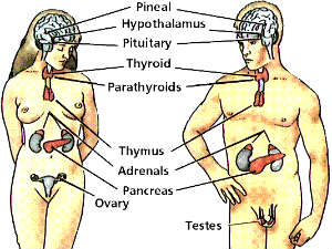Гормональные железы