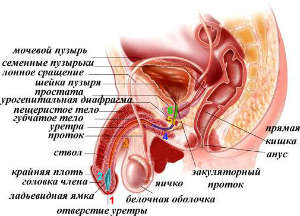 Мочеполовая система мужчины