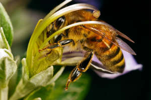 Рабочая пчела за сбором пыльцы и мёда