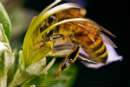 Что такое пчелиная пыльца?