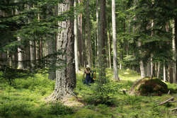 grib-ohota-mid_250