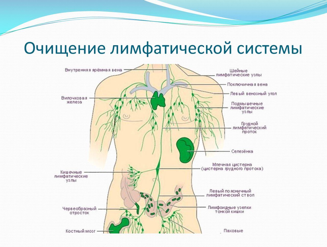 Таблица лимфоузлов. Строение иммунной системы человека схема. Органы входящие в лимфатическую систему. Лимфатические узлы иммунная система. Схема расположения органов иммунной системы человека.